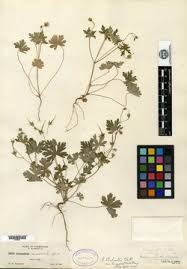 Image result for Geranium mlanjense