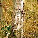 The leaves are triangular and the flowers are reddish. What Is A Lombardy Poplar Learn About Growing Lombardy Poplars In Landscapes