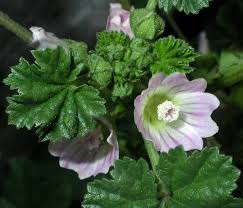 Image result for Malva