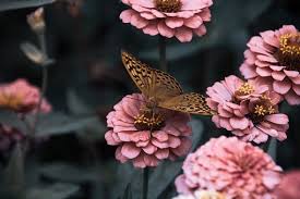 Free flowers wallpapers and flowers backgrounds for your computer desktop. 3 000 Beautiful Hd Flower Wallpapers Pixabay