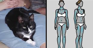 Kedi Mirlamasi Megerse Sagligimiza Yararliymis Iste Kedi Mirlamasinin Insanlara 7 Yarari