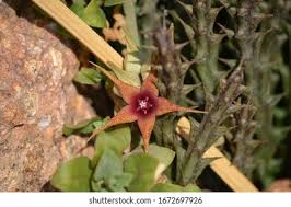 Image result for Basananthe pedata