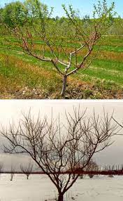 Bulletin 2068 Growing Peaches In Maine Cooperative Extension Publications University Of Maine Cooperative Extension Peach Trees University Of Maine Fruit Trees