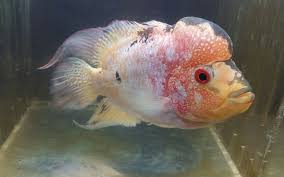 Pin On Cichlids