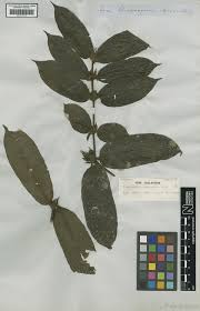 Image result for Lasianthus