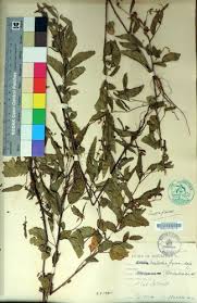 Image result for Melochia