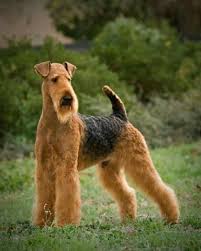 Why buy an airedale terrier puppy for sale if you can adopt and save a life? Airedale Terrier Breeders Near Duxbury Massachusetts