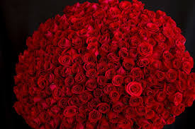 Maybe you would like to learn more about one of these? 300 Red Roses Hand Crafted Bouquet Roses Delivery Miami