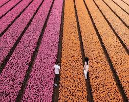 صور مثالية تمنحنا الراحة النفسية field