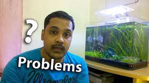Problems With Aquariums And Fish Keeping Hobby Aquarium Aquarium Fish Problem