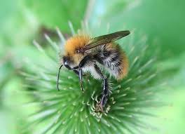 Image result for Bombus pascuorum