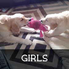The cost to buy a golden retriever varies greatly and depends on many factors such as the breeders' location, reputation, litter size, lineage of the puppy, breed popularity (supply and demand), training, socialization efforts, breed lines and much. Katmar Goldens