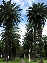 Oct 05 2009 007 Jpg Image Australia Capital Coogee Beach Australia