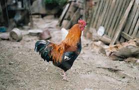 This should make you understand that a clean draught free coop is ideal for the survival of your chickens. How Long Do Roosters Live Chicken Yard
