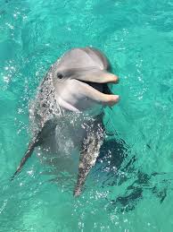 1001 Ideas Nice About Dolphins Pictures In 2020 Underwater Animals Animals Marine Animals