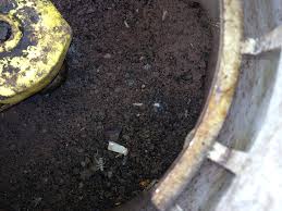 Indian house crickets and field crickets are the two most common crickets in arizona. Cricket Pest Control Phoenix Az