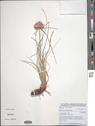 Image result for Cyperus margaritaceus