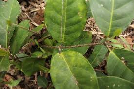 Image result for Ancylobothrys