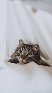Close Up Photo Of Brown Tabby Kitten Photo Free Cat Image On Unsplash In 2020 Kitten Photos Cats Free Cats