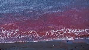 What is Californian Red Tide? - Harbor Breeze Cruises