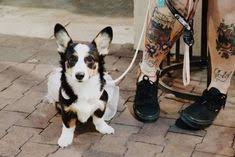 The normal dosage of benadryl for dogs is approximately 1 mg per pound. How To Euthanize A Dog With Benadryl C Bestie Paws 2021