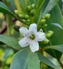 Image result for Myoporum laetum