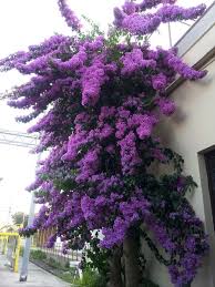 Buganvillea In Train Station Velletri Italia Beautiful Flowers Bougainvillea Beautiful Gardens