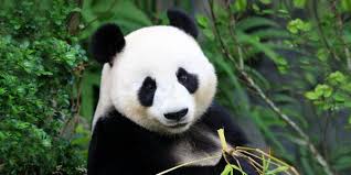 Ouwehands dierenpark tickets kaarten dierentuin. Vol Dierbare Ontmoetingen Ouwehands Dierenpark