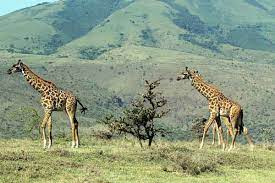 There are reports of giraffes that lived in zoos and sanctuaries for more than 35 years. How Long Do Giraffes Live Facts About These Animals