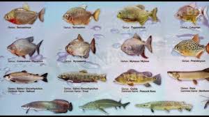 Bentuknya yang cantik dan memiliki ikan sepat di datangkan dari negara tetangga yakni malaysia, thailand dan juga dari indonesia sendiri lebih tepatnya kalimanta dan sumatera. Tasik Raban Chenderoh Dikuasai Ikan Karnivor