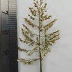 Image result for Sporobolus coromandelianus