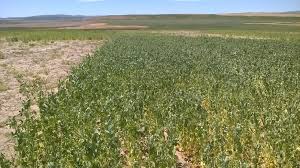 Earl Creech Extension Agronomist, USU