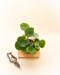 Image result for Begonia clypeifolia