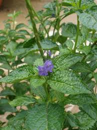 Image result for Stachytarpheta cayennensis