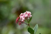 Image result for Rogiera amoena