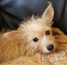 Leveling up a common pet is much faster than leveling up a legendary pet because you have to complete a lower number of tasks for. Adopt Asia On Petfinder Yorkie Chihuahua Mix Chihuahua Mix Yorkshire Terrier