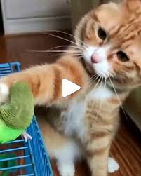 was fur eine sanfte und susse ingwerkatze ingwer katzen katzen susseste haustiere