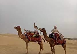 Camels store fat, not water, in their humps. Work Exchange In India Take Care Of Camels And Enjoy Our Hostel