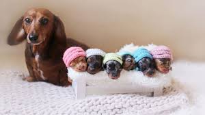 Find dachshund puppies and breeders in your area and helpful dachshund information. Dachshund Puppy Photo Shoot Is So Doggone Cute Abc News