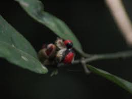 Image result for Leptonychia