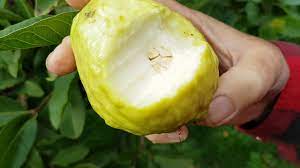 There are many different varieties: Tropical White Guava Taste Test With Bliss Youtube