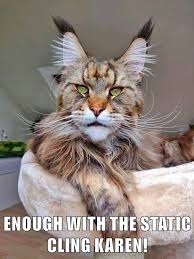 Enough With The Static Cling Karen Super Cute Animals Funny Cat Memes Silly Cats
