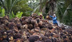 Malaysia produced about half of the world palm oil production (10.8 million tonnes), thus, making malaysia as world's largest producer and exporter of palm oil during. Malaysia Looks To Pakistan After Indian Palm Oil Controls Arab News