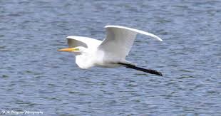 Bird With Long Legs And Long Beak White Egret In 2020 Coastal Birds White Egret Long Legs