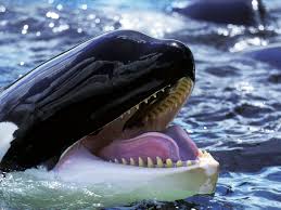 So killer whales can talk. Welcome to a brave new world of cross-species chat | Jules Howard | The Guardian