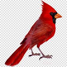 Cardinal Bird Clipart Tshirt Bird Shirt Transparent Clip Art