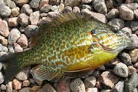 Put down your 5wt fly rod and pick up a 3wt or 4wt to throw a popper in the backyard or a streamer on your local panfish pond. Panfish On The Fly Bass Pro Shops