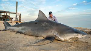 Image result for Shark
