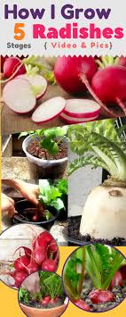 We did not find results for: Growing My Radish How To Grow Radish Step By Step Pictures