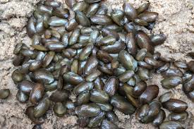 Mussel Themed Activities